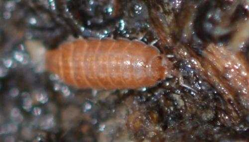 Réf. 334 114 : Trichoniscus sp.